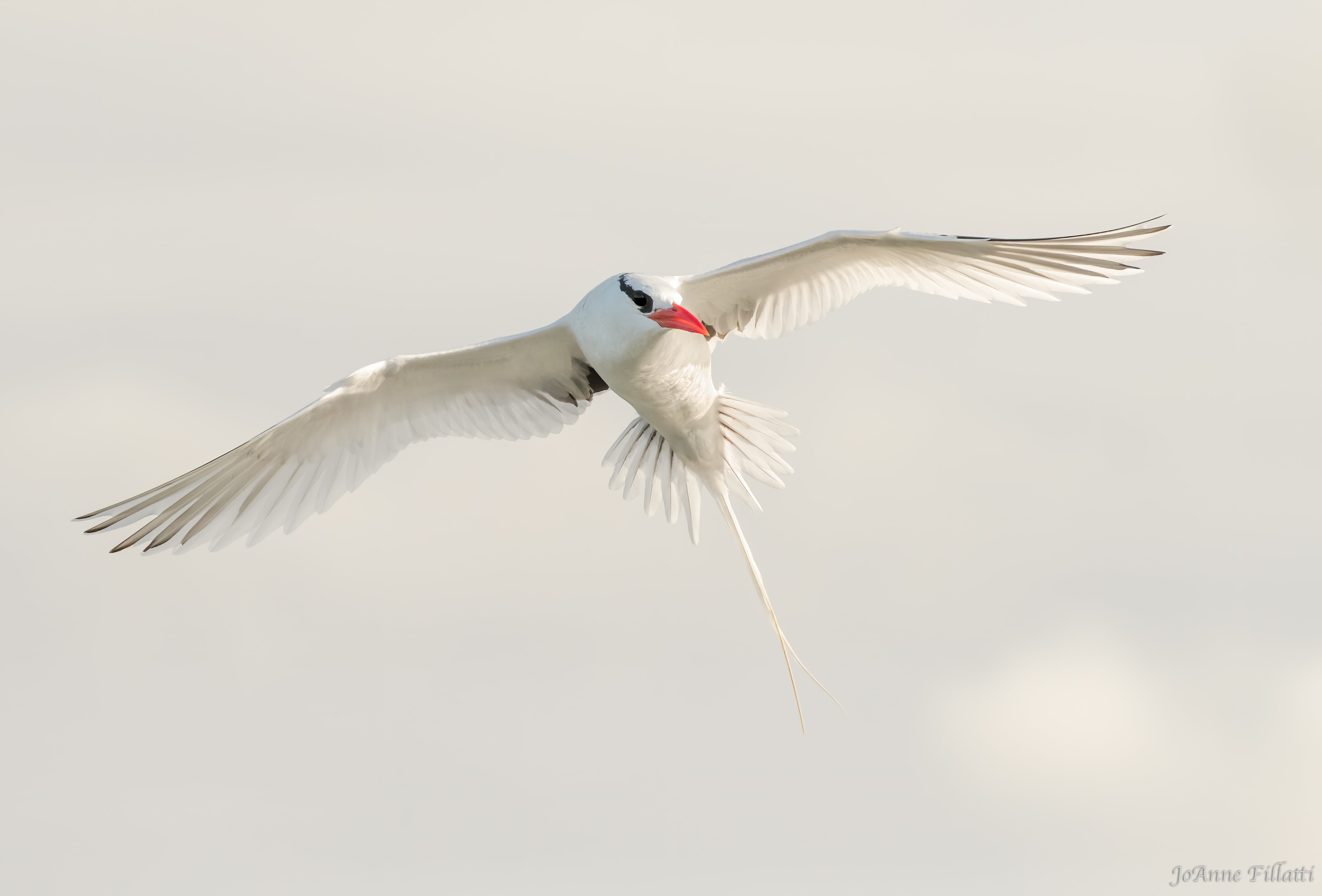 bird of galapagos image 20